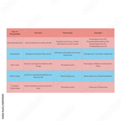 Table showing Phospholipids structure, head groups and exapmles of each type  - including Glycerophospholipid, sphingolipid, ether lipid and more Blue and pink scientific vector illustration.