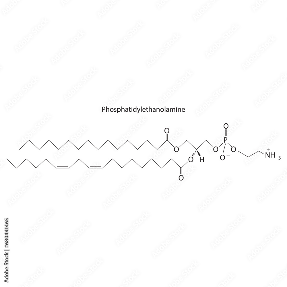 Diagram showing schematic molecular structure of Phosphatidylethanolamine  Scientific vector illustration.