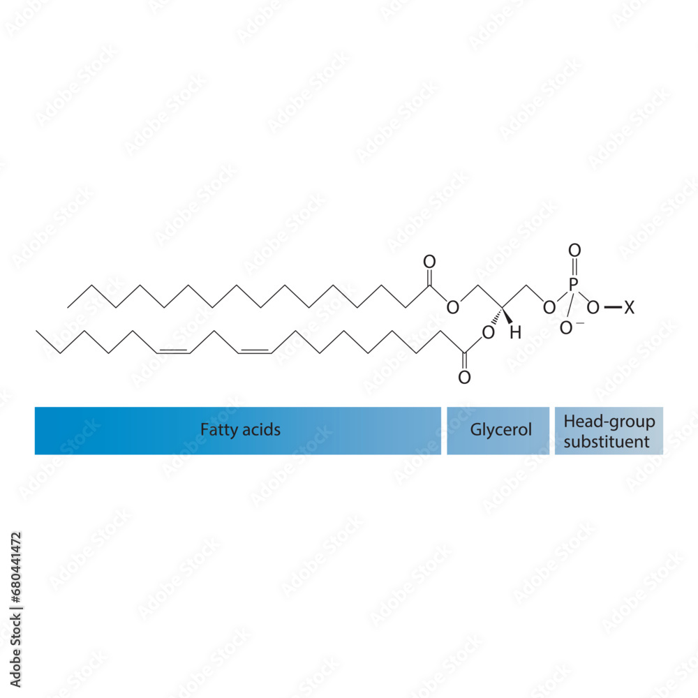 Obraz premium Diagram showing schematic molecular structure of Glycerophospholipids - including fatty acid, head group, glycerol and substituent Blue Scientific vector illustration.