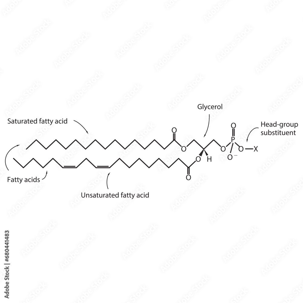 Diagram showing schematic molecular structure of Glycerophospholipids - including fatty acid, head group, glycerol and substituent Blue Scientific vector illustration.