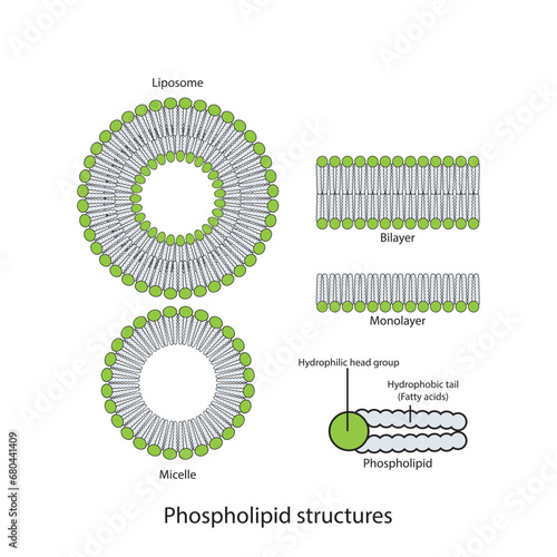 Diagram showing phospholipid structures - Liposome, micelle, monolayer and bilayer. Green scientific vector illustration.