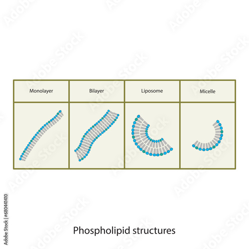 Diagram showing phospholipid structures - Liposome, micelle, monolayer and bilayer. Blue and yellow scientific vector illustration.