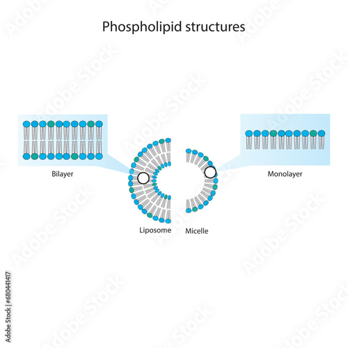 Diagram showing phospholipid structures - Liposome, micelle, monolayer and bilayer. Blue scientific vector illustration.