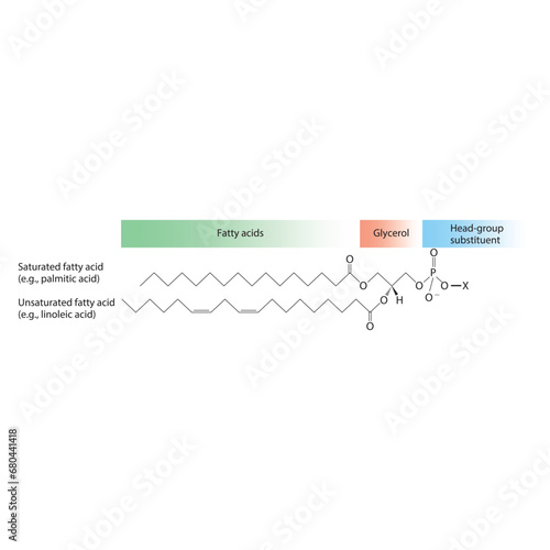 Diagram showing schematic molecular structure of Glycerophospholipids - including fatty acid, head group, glycerol and substituent  scientific vector illustration.