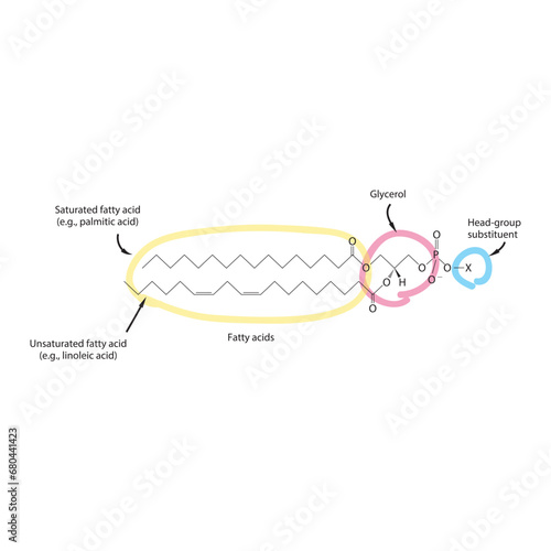 Diagram showing schematic molecular structure of Glycerophospholipids - including fatty acid, head group, glycerol and substituent  scientific vector illustration.