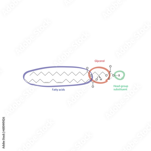 Diagram showing schematic molecular structure of Glycerophospholipids - including fatty acid, head group, glycerol and substituent  scientific vector illustration.