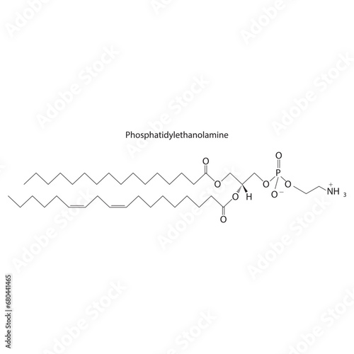 Diagram showing schematic molecular structure of Phosphatidylethanolamine  Scientific vector illustration.