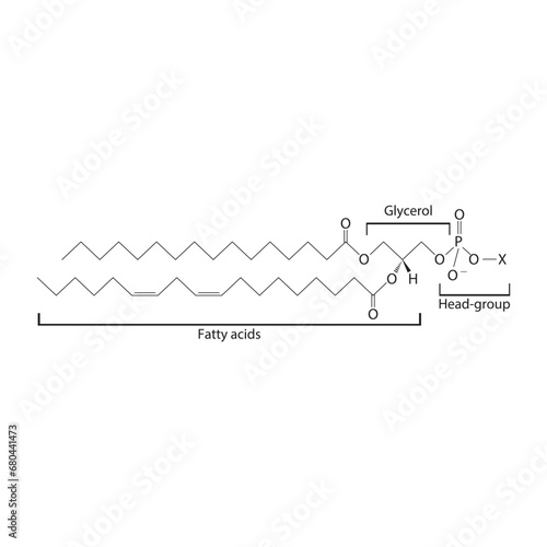 Diagram showing schematic molecular structure of Glycerophospholipids - including fatty acid, head group, glycerol and substituent Blue Scientific vector illustration.
