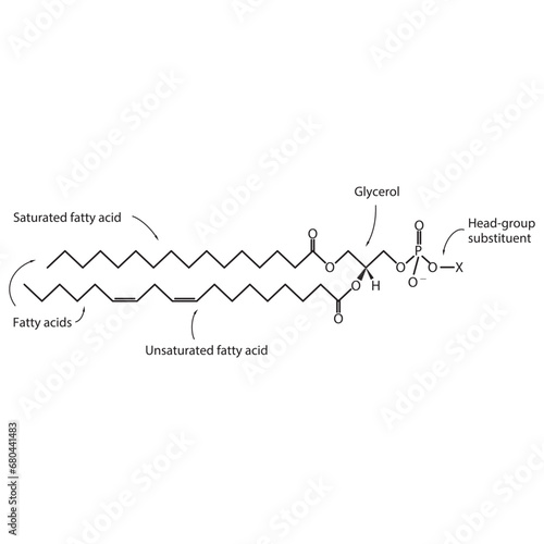 Diagram showing schematic molecular structure of Glycerophospholipids - including fatty acid, head group, glycerol and substituent Blue Scientific vector illustration.