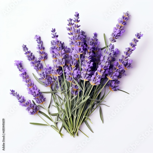 Lavender flowers delicate color isolated on white background close-up