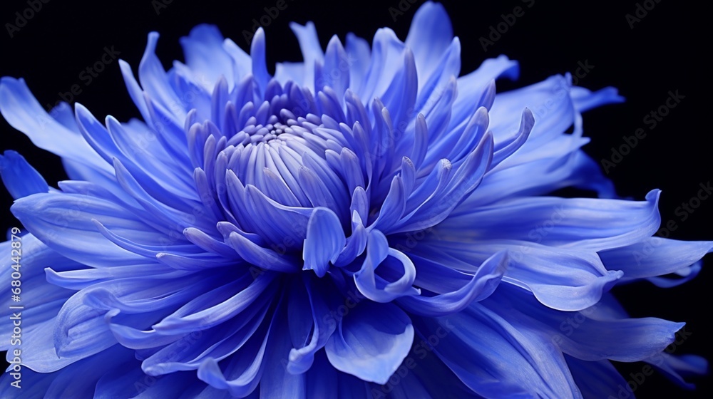 Gorgeous close-up of a blue chrysanthemum bloom