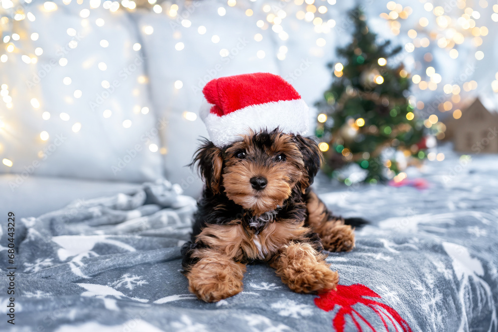 Black and brown puppy cavapoo and christmas Black and brown puppy cavapoo and christmas