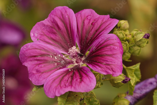 Closeup on a colorful satin purple flower of the Tree mallow, Malva arborea