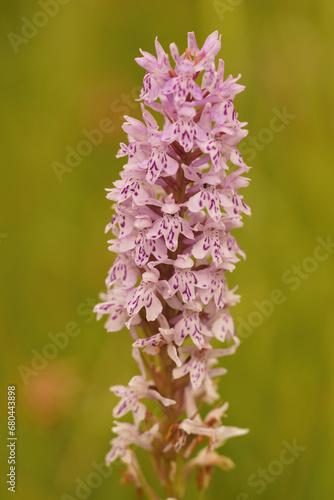 Natural closeup on the common spotted orchid, Dactylorhiza fuchsii in a meadow photo