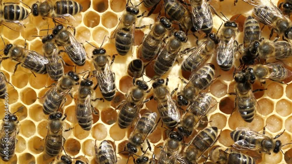 Life and reproduction of bees. Bees take care of larvae that are in the cocoons and transform the nectar into honey. Life and reproduction of bees. Bees take care of larvae that are in the cocoons and transform the nectar into honey.