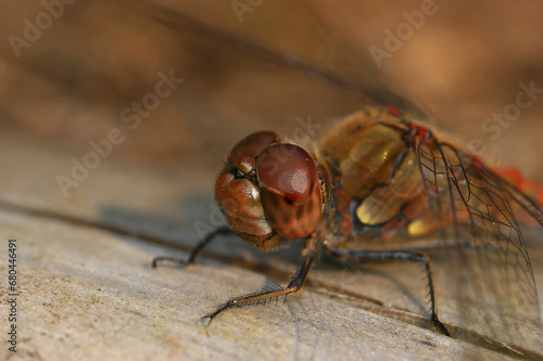 Фотография Extreme detailed closeup on the head of the European common darter dragonfly, Sy