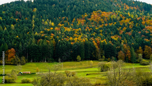 Foliage nell'area archeologica di Flavè, Doss torbiera. Trento, Trentino Alto Adige. Italia