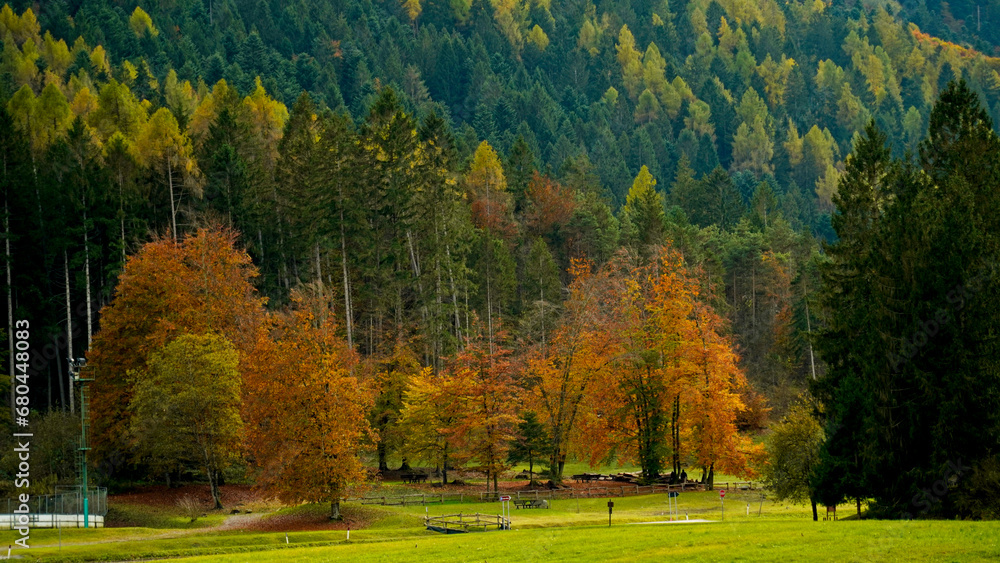 Foliage nell'area archeologica di Flavè, Doss torbiera. Trento, Trentino Alto Adige. Italia