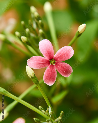 Macro Photography of Plants 