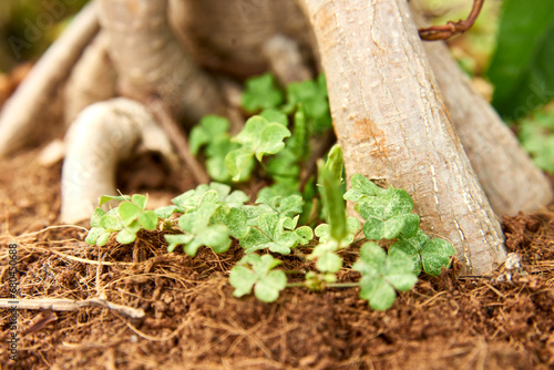 Macro Photography of Plants 