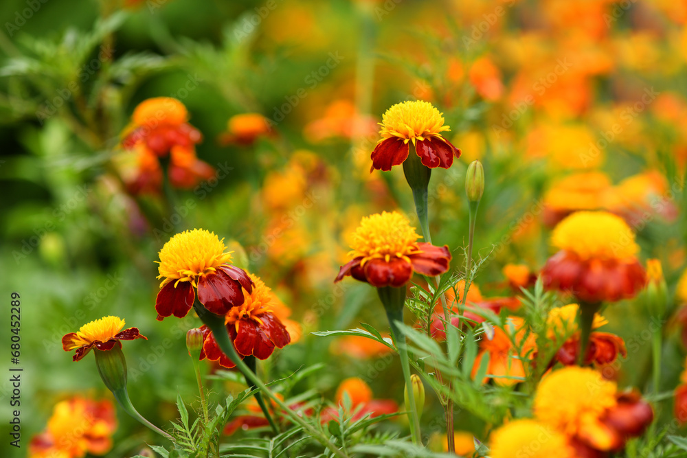 Flowers Marigolds. Side view. High resolution photo. Selective focus. Flowers Marigolds. Side view. High resolution photo. Selective focus.