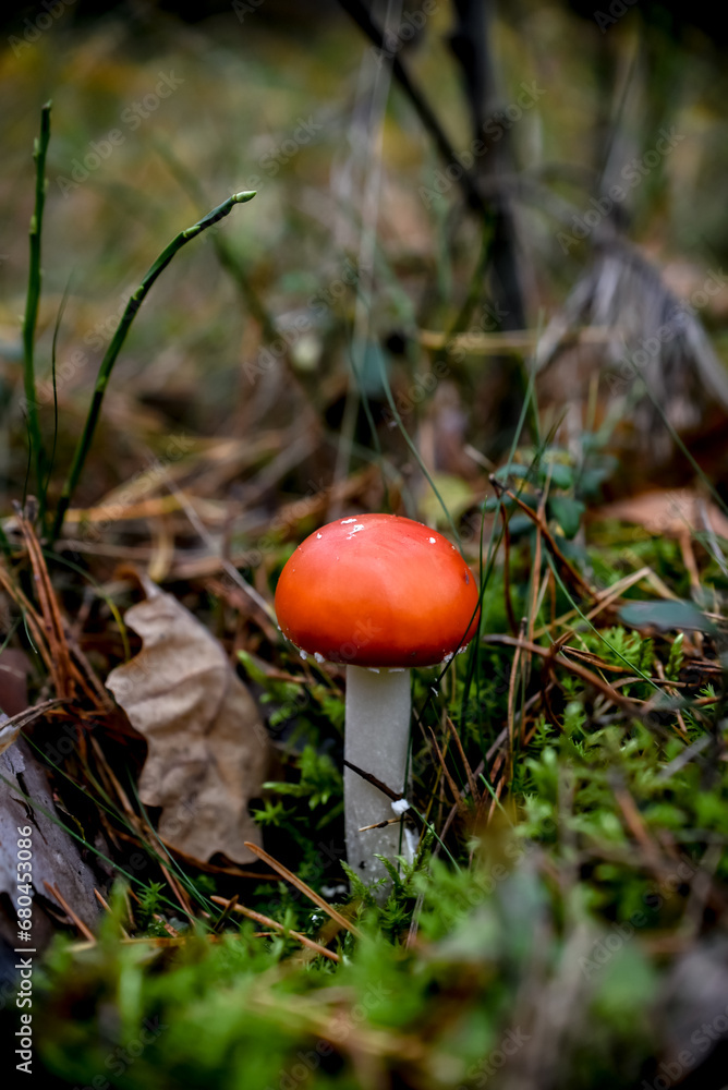 Amanita muscaria, fly agaric in the forest Amanita muscaria, fly agaric in the forest