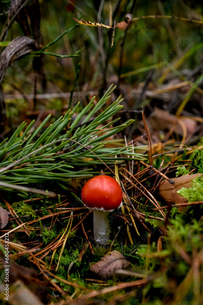 Amanita muscaria, fly agaric in the forest Amanita muscaria, fly agaric in the forest