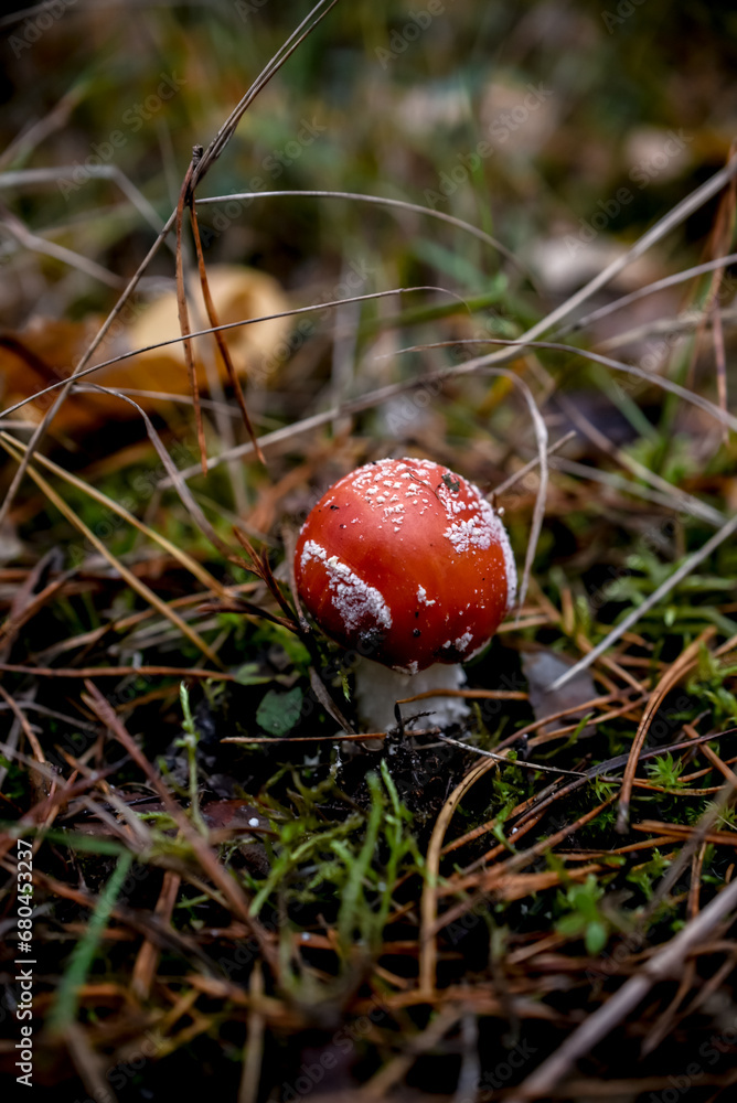 Amanita muscaria, fly agaric in the forest Amanita muscaria, fly agaric in the forest
