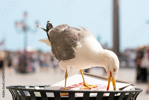 Seagull trying to open pizza box in dustbin on St Mark's Square in Venice