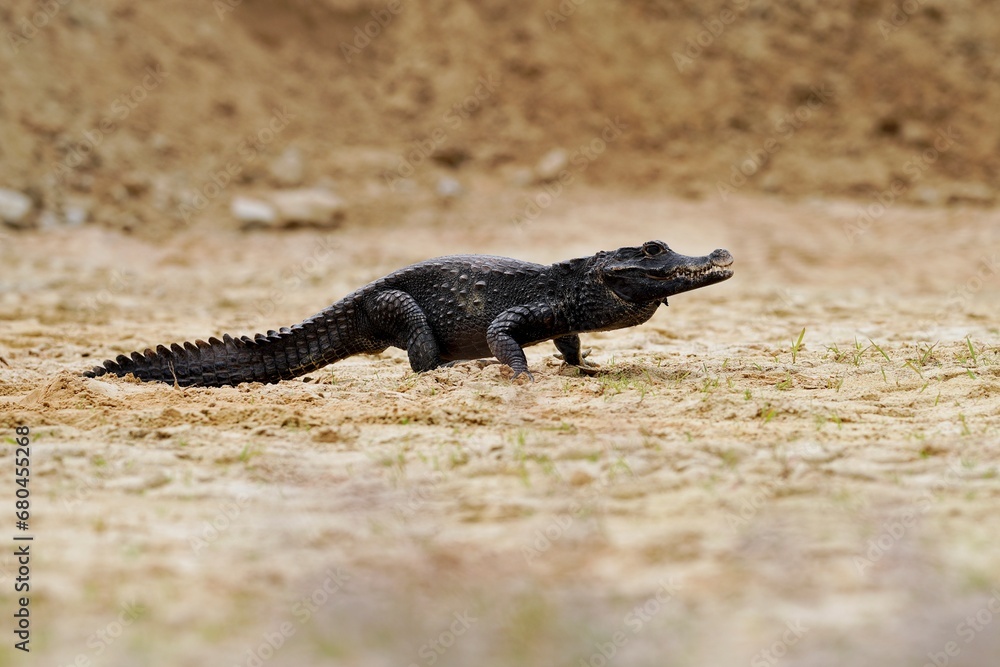 The dwarf crocodile (Osteolaemus tetraspis), also known as the African