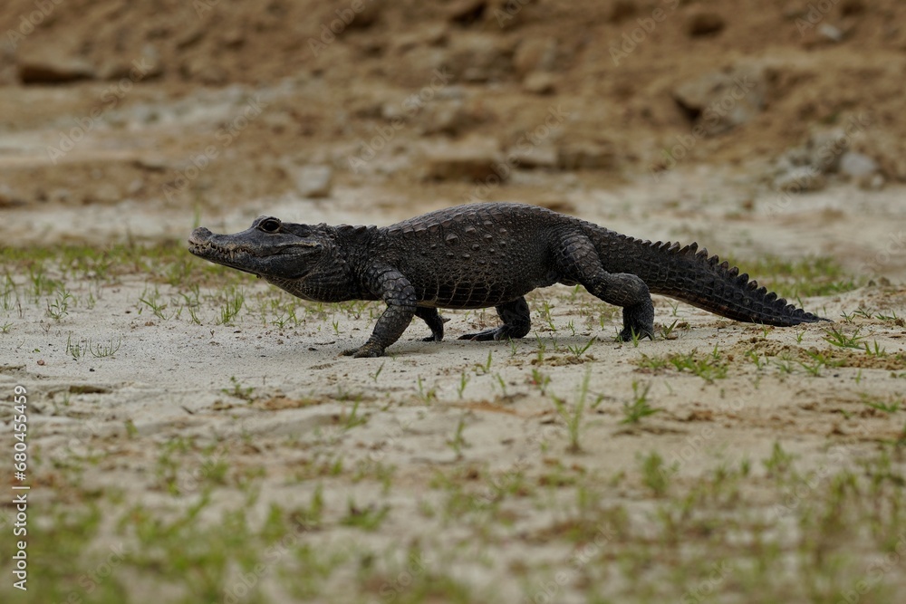 The dwarf crocodile (Osteolaemus tetraspis), also known as the African dwarf crocodile, broad-snouted crocodile (a name more often used for the Asian mugger crocodile) or bony crocodile