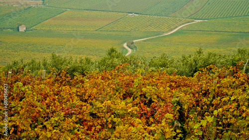 I vitigni della valle di Mezzane di Sotto in autunno , provincia di Verona. Veneto, Italia photo