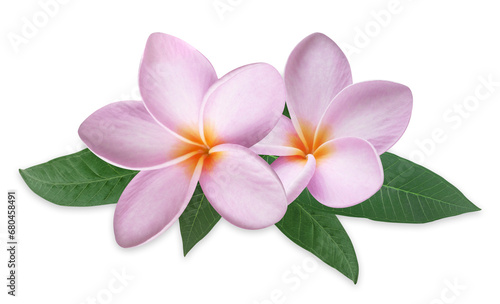 Pink plumeria flowers with green leaves isolated on transparent background.