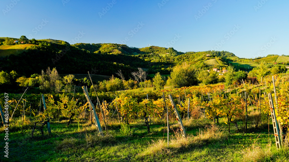 Foliage d'autunno nei vitigni delle colline bolognesi. Bologna, Emilia Romagna. Italia