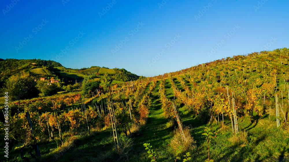 Foliage d'autunno nei vitigni delle colline bolognesi. Bologna, Emilia Romagna. Italia