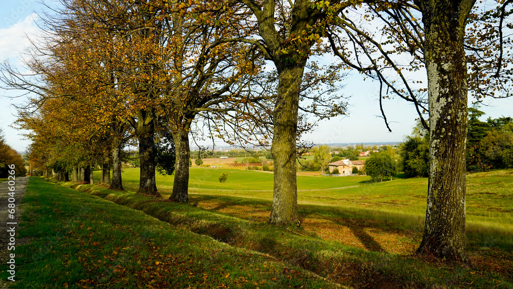 Foliage d'autunno nei vitigni delle colline bolognesi. Bologna, Emilia Romagna. Italia