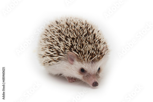 Little hedgehog on white background.