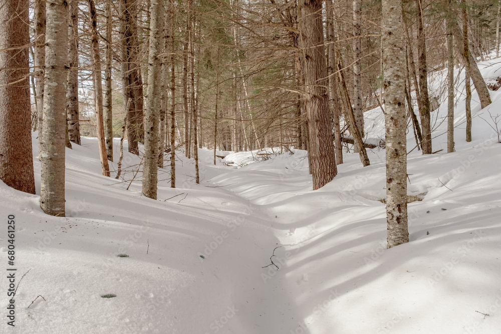 Fototapeta premium A frozen stream in a Canadian forest