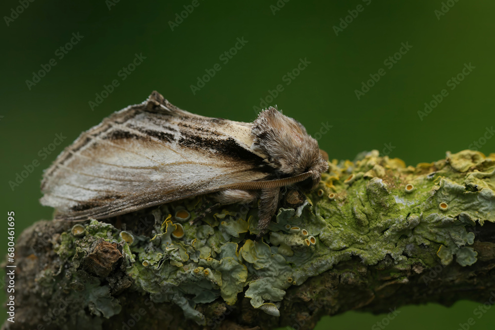 Closeup on the Swallow Prominent moth, Pheosia treumal sitting on a twig against a green background Closeup on the Swallow Prominent moth, Pheosia treumal sitting on a twig against a green background
