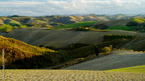 Foliage d autunno nei vitigni delle colline bolognesi. Bologna  Emilia Romagna. Italia