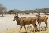 two gazelle are walking in the middle of a dirt field