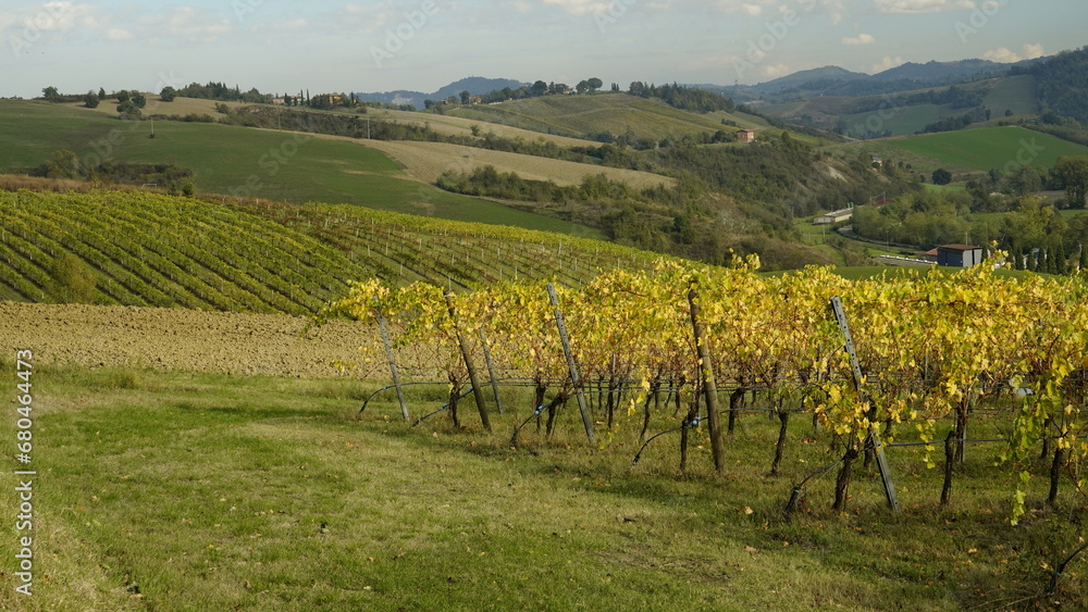 Foliage d'autunno nei vitigni del Lambrusco delle colline modenesi. Castelvetro, Emilia Romagna,Modena Foliage d'autunno nei vitigni del Lambrusco delle colline modenesi. Castelvetro, Emilia Romagna,Modena