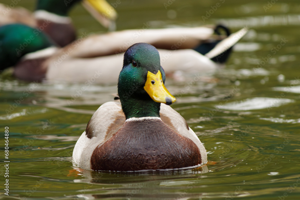 Obraz premium Wild ducks swim in a living nature on the river.