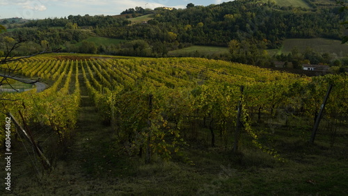 Foliage d autunno nei vitigni del Lambrusco delle colline modenesi. Castelvetro  Emilia Romagna Modena