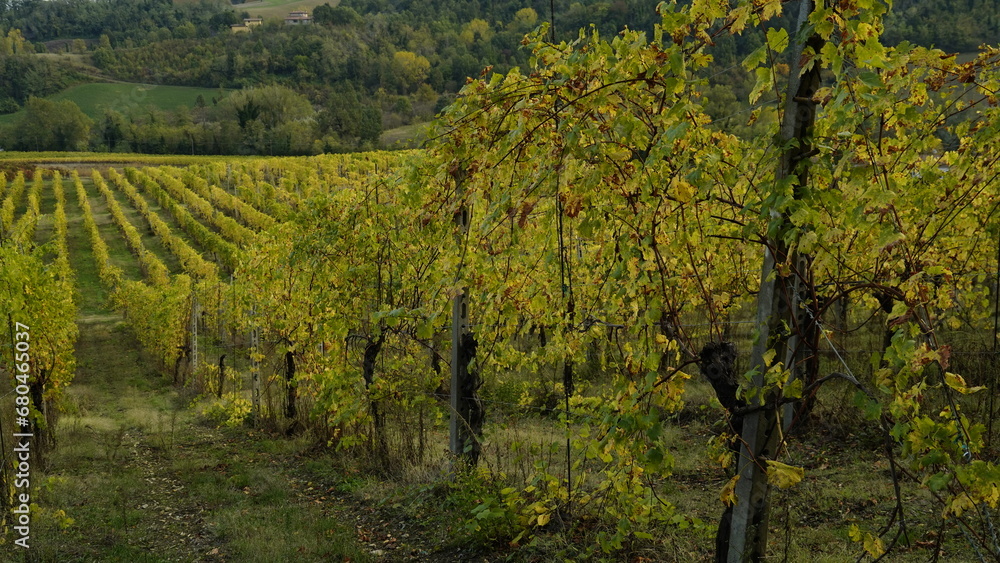 Foliage d'autunno nei vitigni del Lambrusco delle colline modenesi. Castelvetro, Emilia Romagna,Modena