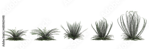 3d illustration of set Polystichum Munitum bush isolated on transparent background