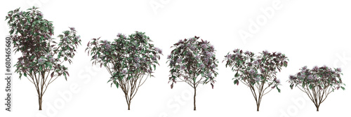 3d illustration of set Clerodendrum Quadriloculare tree isolated on transparent background photo