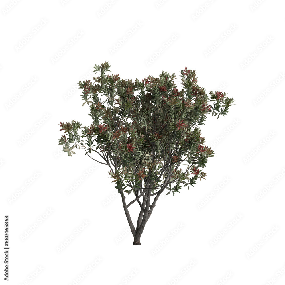 3d illustration of Eriobotrya Japonica tree isolated on transparent background