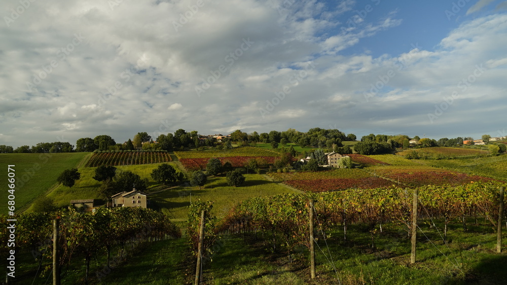 Foliage d'autunno nei vitigni del Lambrusco delle colline modenesi. Castelvetro, Emilia Romagna,Modena
