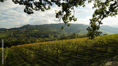 Foliage d'autunno nei vitigni del Lambrusco delle colline modenesi. Castelvetro, Emilia Romagna,Modena photo